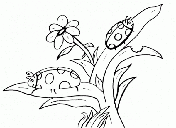 2 ladybug coloring picture l