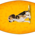 Esmalte Cachorrinho Beagle