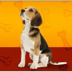 Rótulo Água Cachorrinho Beagle